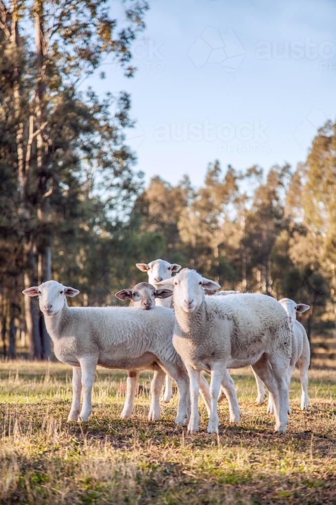 Group of sheep huddled in paddock on cold morning looking at camera - Australian Stock Image