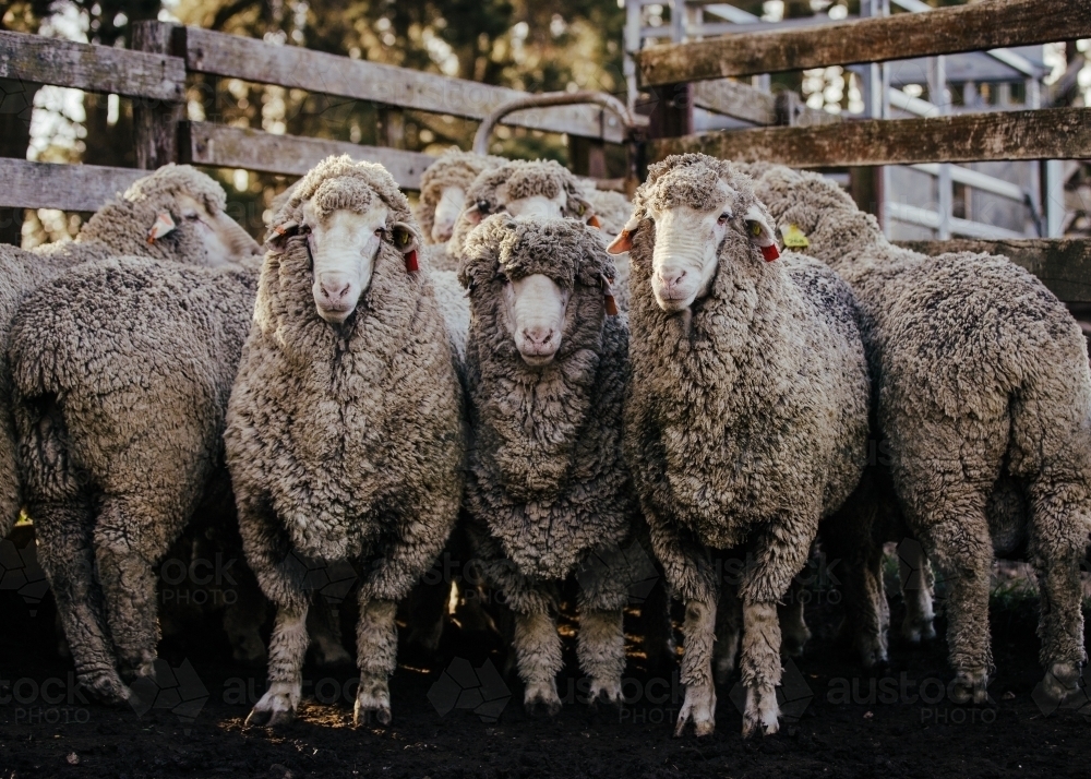 group of sheep in stockyard with three looking at camera - Australian Stock Image