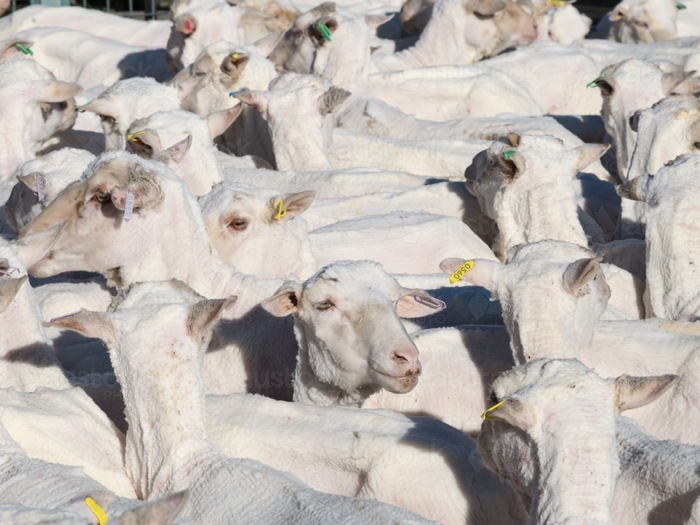 Group of shorn sheep - Australian Stock Image