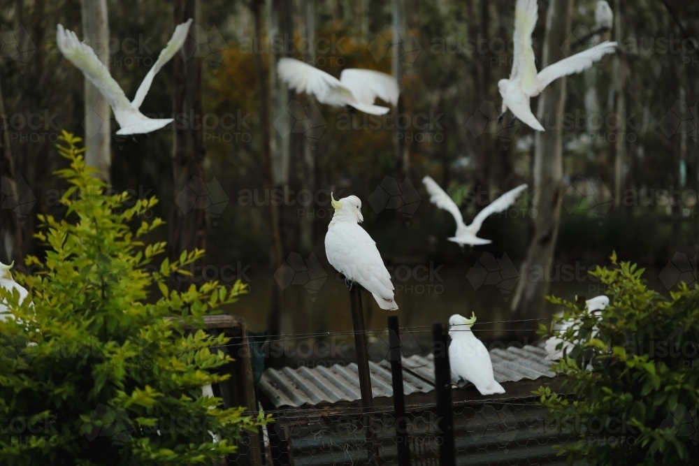 Group of sulphur crested cockatoos in Australian bush garden setting with canopy of tall gum trees - Australian Stock Image
