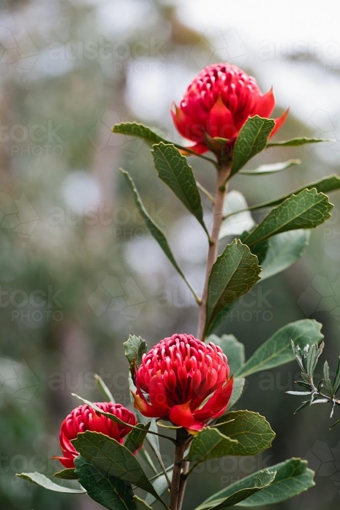 Group of three waratah blooms - Australian Stock Image