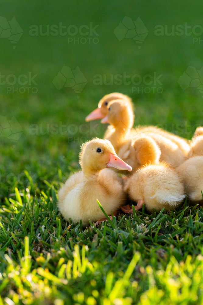 Group of yellow baby farm animals ducklings together on green lawn outside - Australian Stock Image