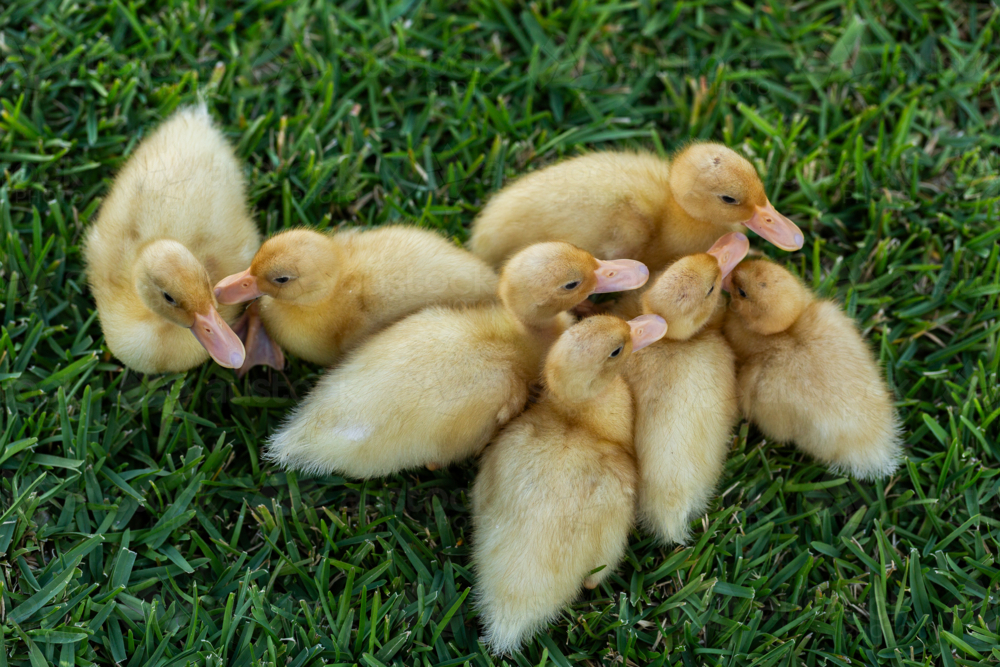 Group of yellow baby farm animals ducklings together on green lawn outside - Australian Stock Image