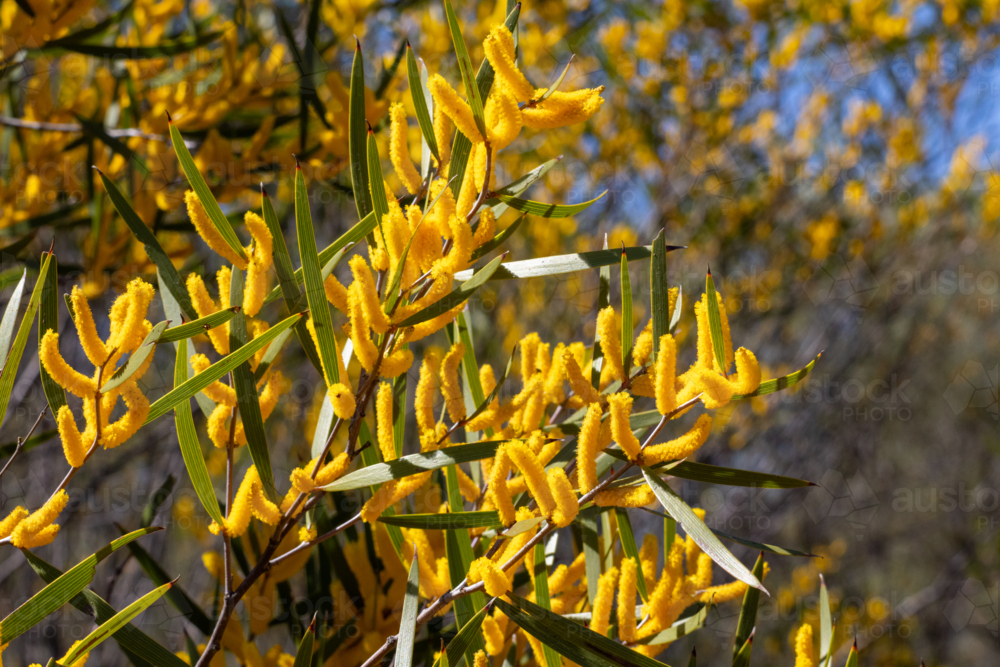Image of Group of Yellow Wattle Tree flowers and leaves - Austockphoto