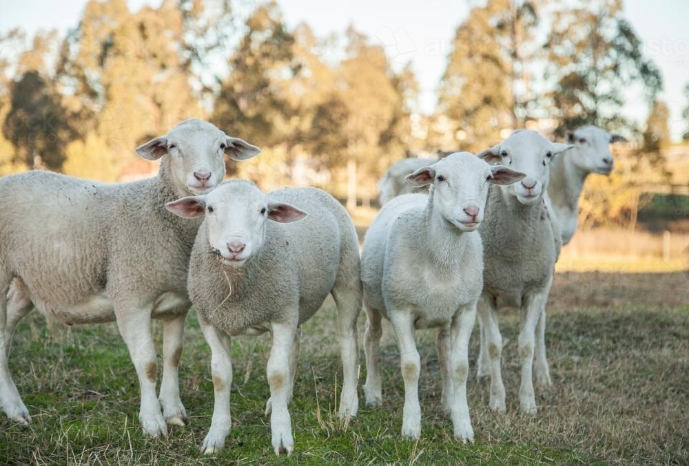 Group of young white dorper sheep looking at camera - Australian Stock Image