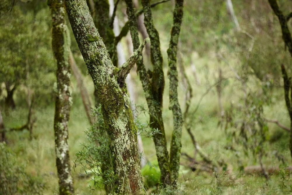 Grown trees in a rain forest : Austockphoto Grown trees in a rain forest - Australian Stock Image