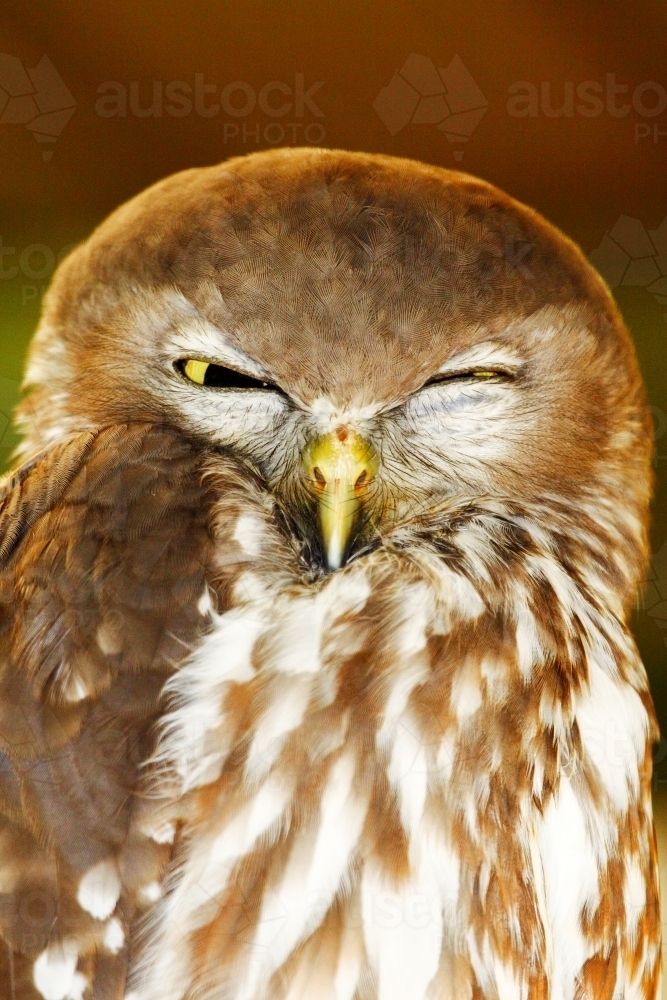 Grumpy and sleepy Barking Owl - Australian Stock Image