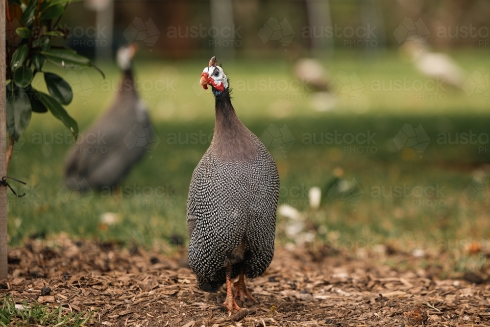 guinea fowl  bird free ranging on the grass - Australian Stock Image