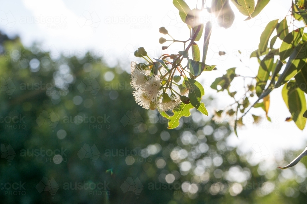 Gum blossom hanging down in corner of frame - Australian Stock Image