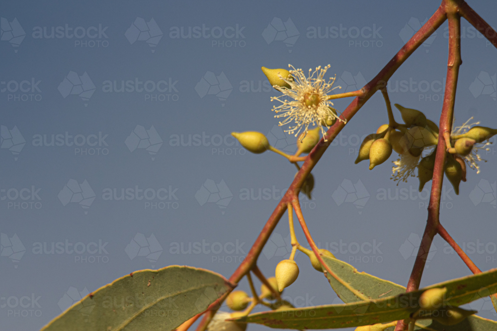 Gum flower and buds against blue sky - Australian Stock Image