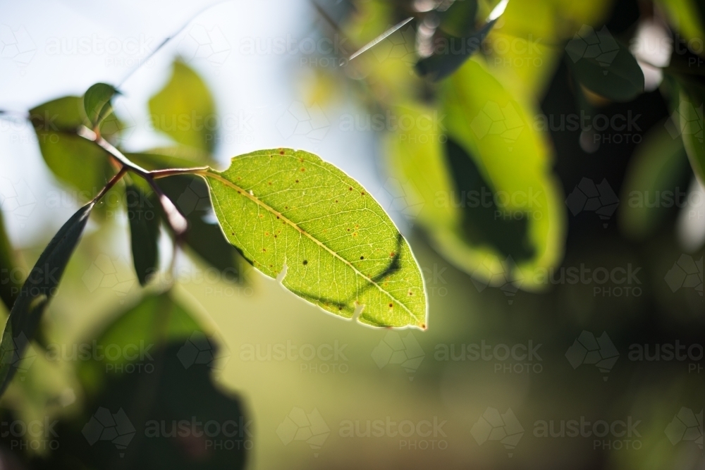 Gum leaf close up - Australian Stock Image