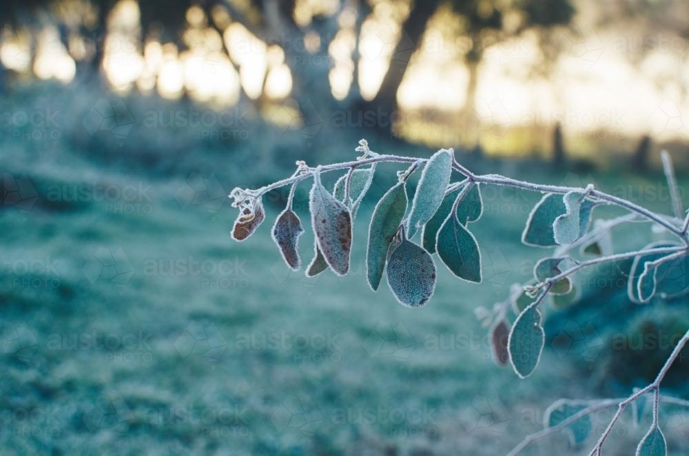 Gum leaf covered in frost - Australian Stock Image