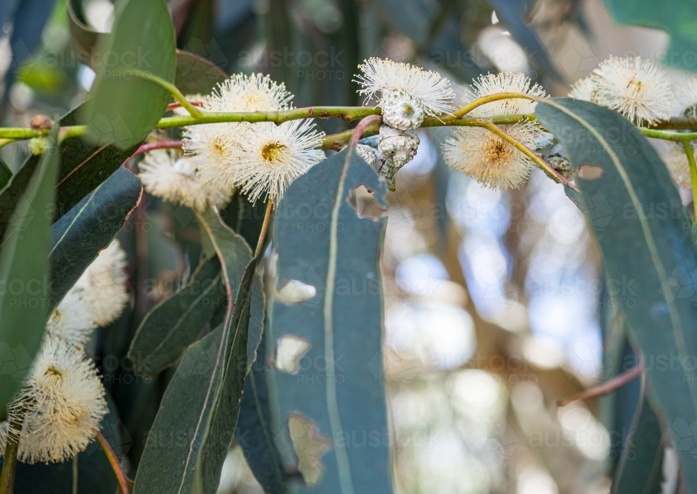 Gum leaves and flowers on an Australian Eucalyptus tree - Australian Stock Image
