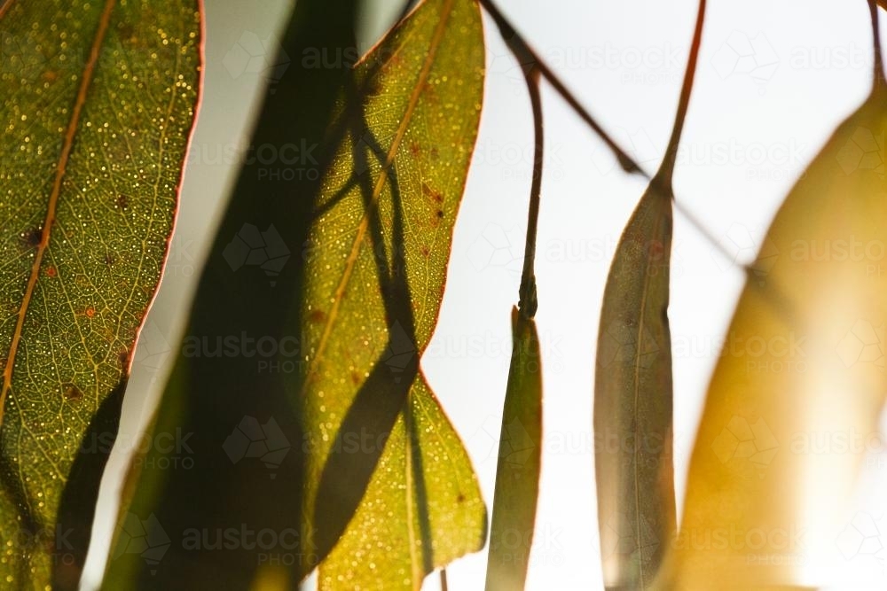 gum leaves and light - Australian Stock Image