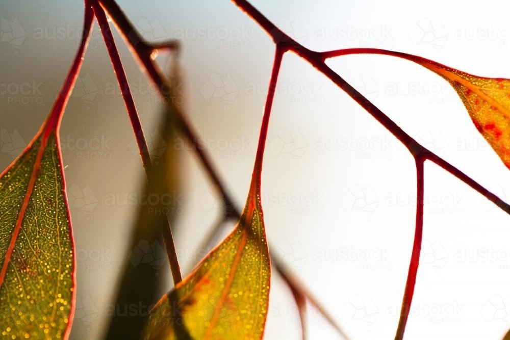gum leaves and light - Australian Stock Image