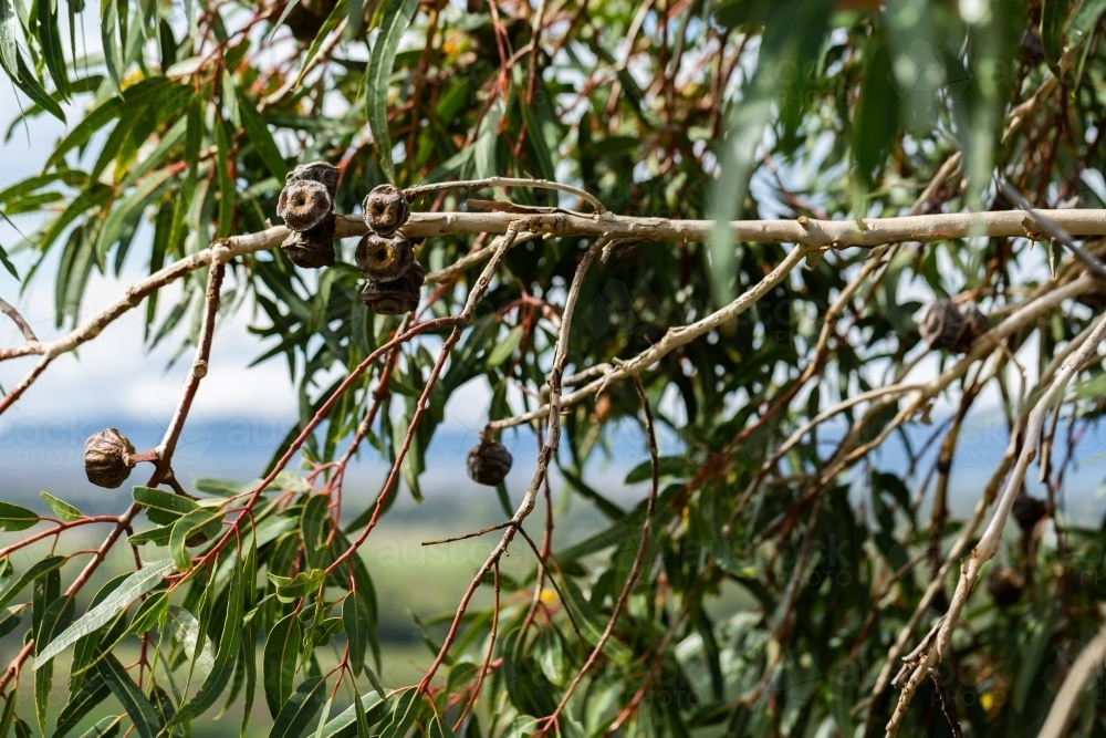Gum leaves and nuts on branch of native eucalyptus tree - Australian Stock Image