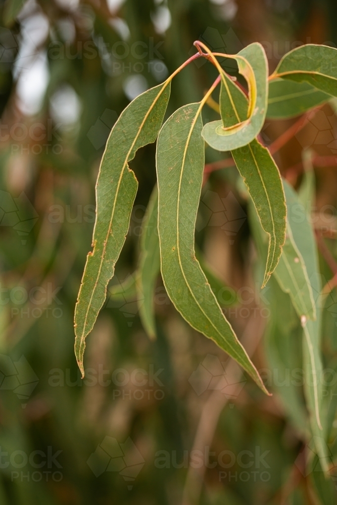 Gumleaf Color Gum Leaf Meaning at Carlo Simmons blog