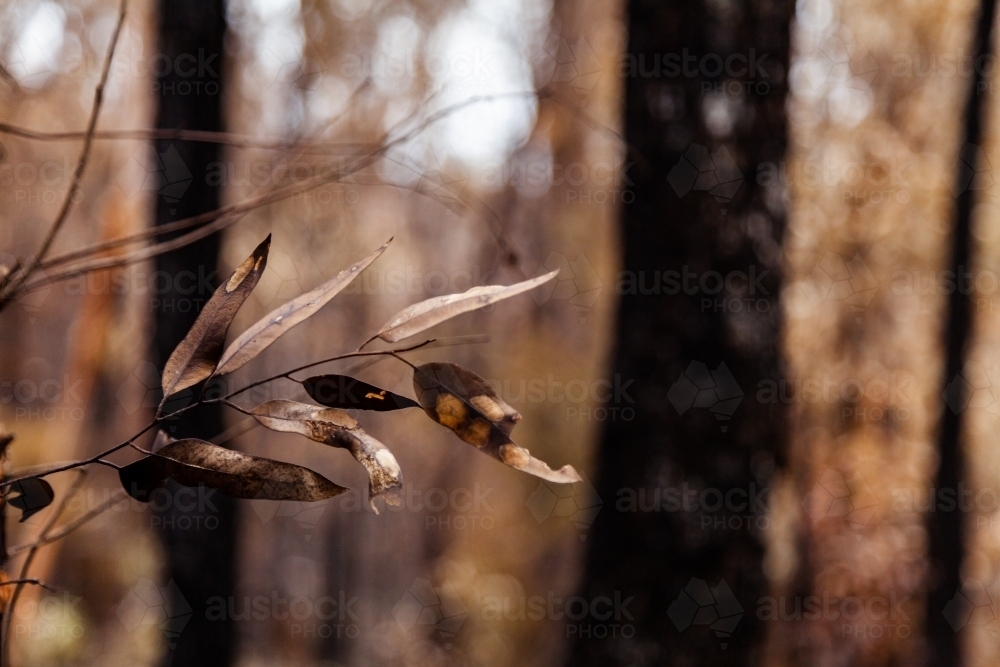 Gum leaves charred black by bushfire - Australian Stock Image
