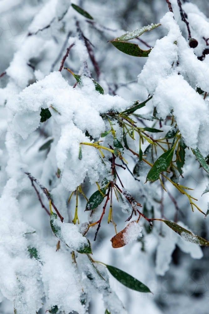 gum leaves covered in snow - Australian Stock Image
