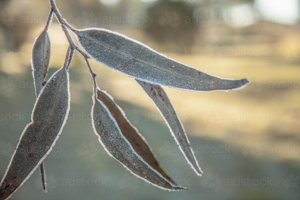 Gum leaves covered in sparkling frost - Australian Stock Image