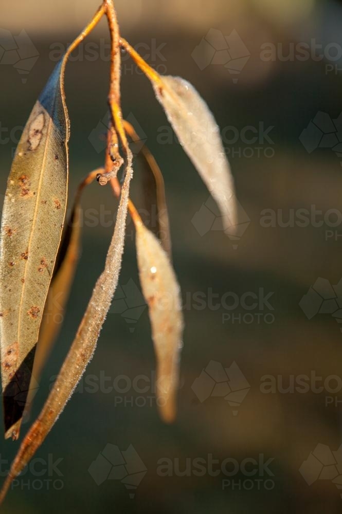 Gum leaves covered in sparkling frost - Australian Stock Image