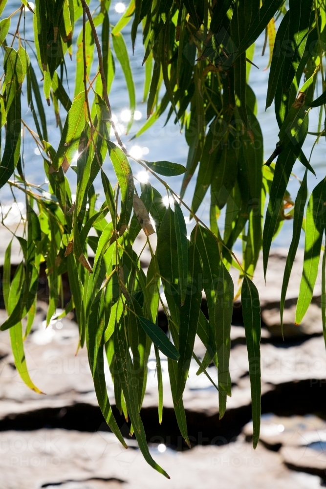 Gum leaves hanging over a rock at the beach - Australian Stock Image