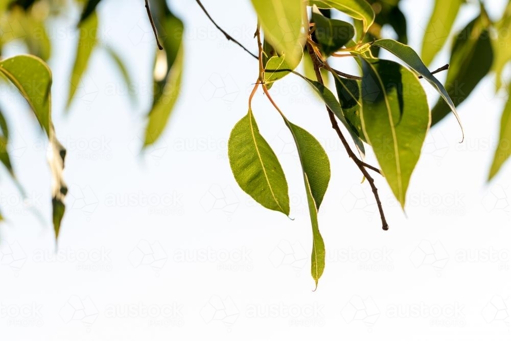 Image of Gum leaves hanging with negative space Austockphoto