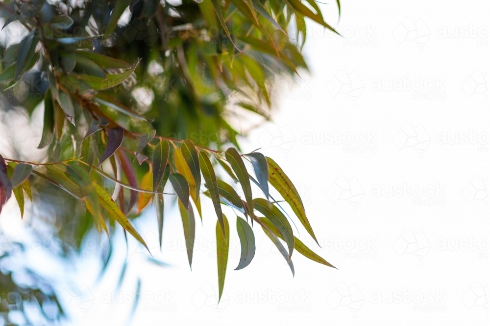 Gum leaves hanging with negative space - Australian Stock Image