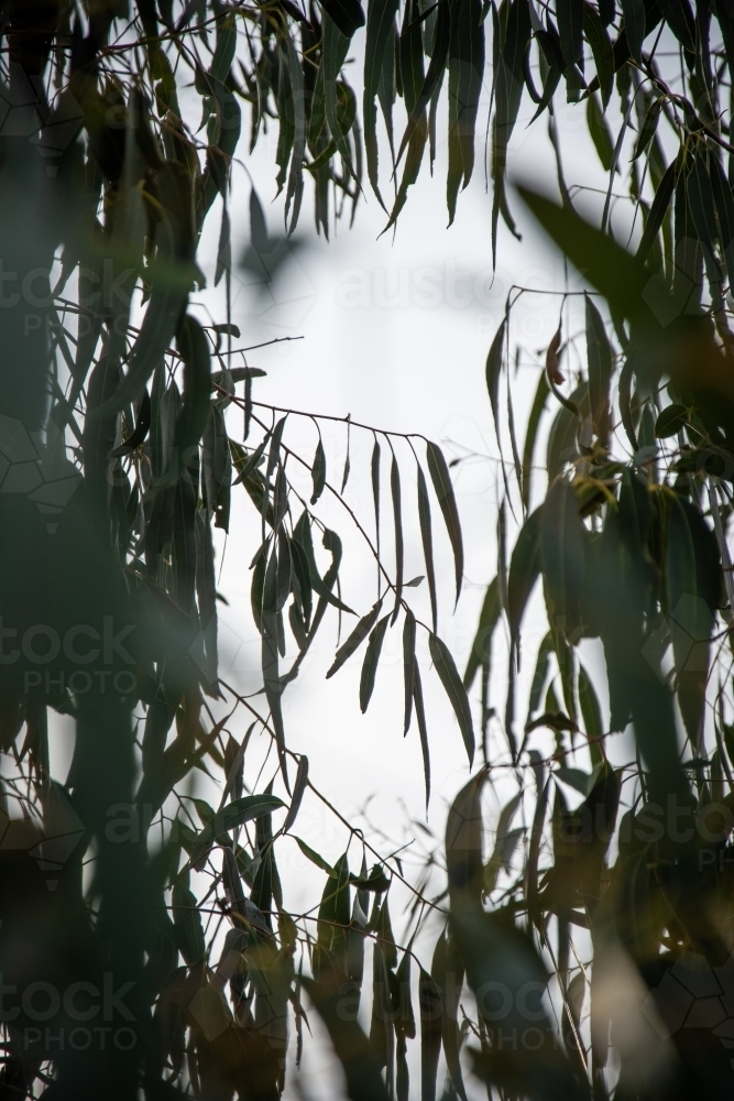 Gum Leaves on an Overcast Day - Australian Stock Image