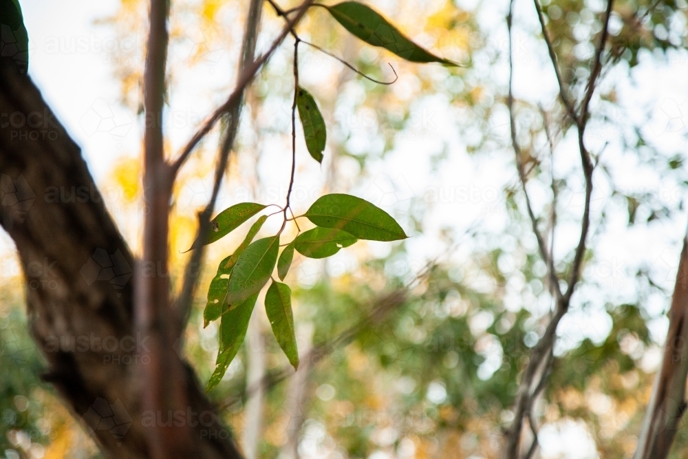 Gum leaves on twig with bokeh background - Australian Stock Image
