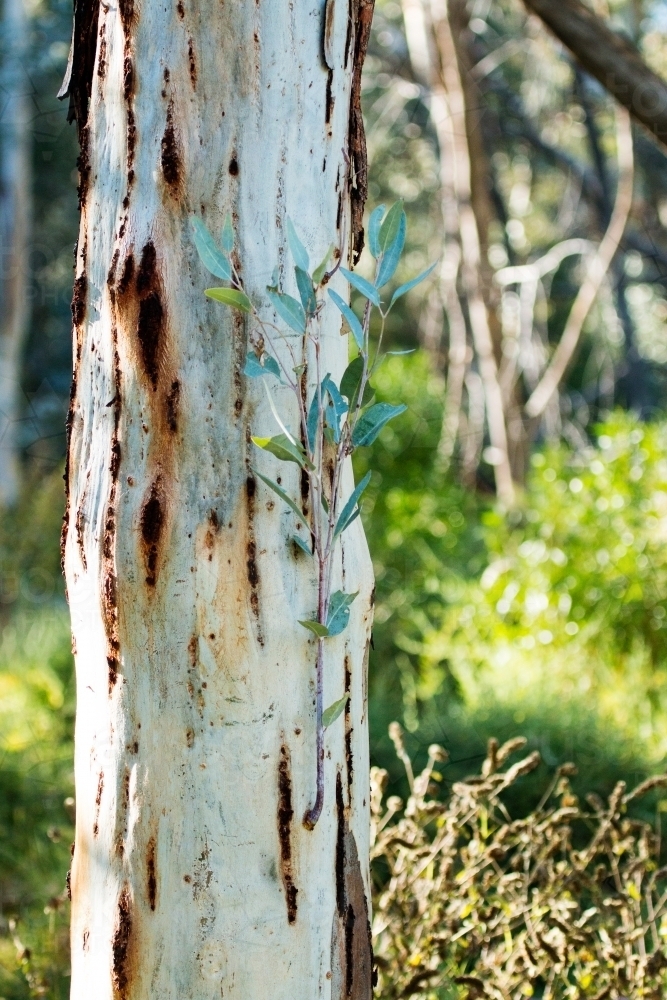Gum leaves shooting from tree trunk - Australian Stock Image