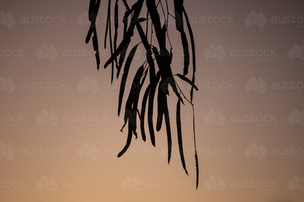 Gum leaves silhouetted against a late evening sky - Australian Stock Image