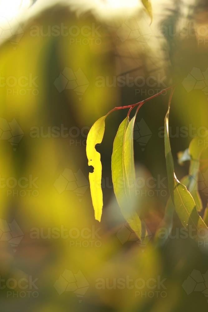 Gum leaves with afternoon light shining through - Australian Stock Image