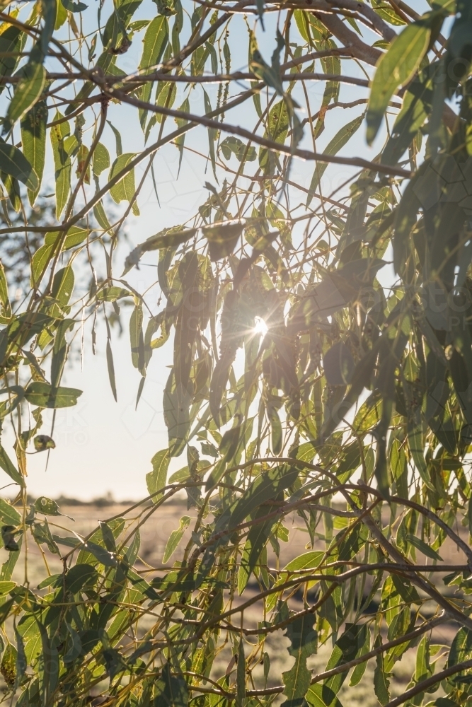 Gum leaves with sunlight filtering through - Australian Stock Image