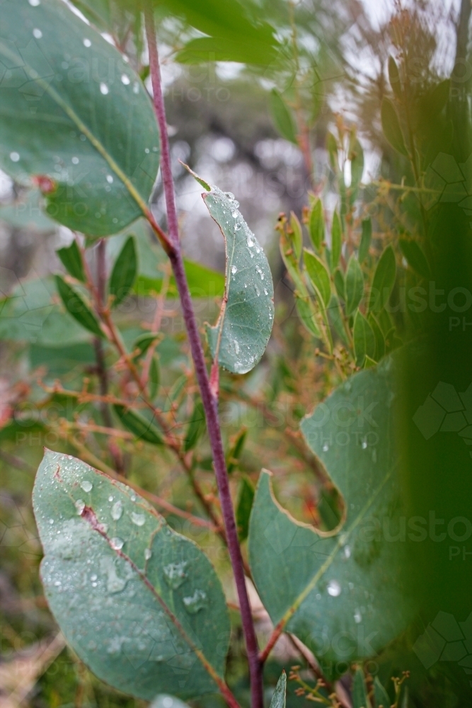 Image of Gum leaves with water droplets after rain Austockphoto