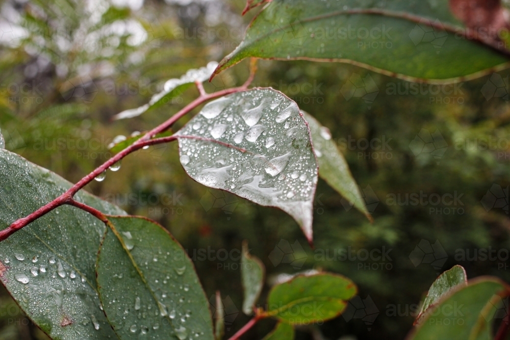 Image of Gum leaves with water droplets after rain Austockphoto