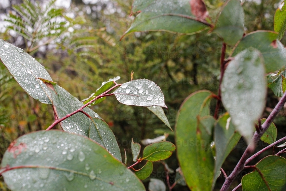 Image of Gum leaves with water droplets after rain Austockphoto