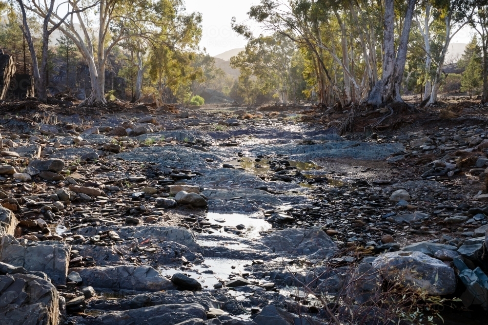gum lined creek bed in early morning light - Australian Stock Image
