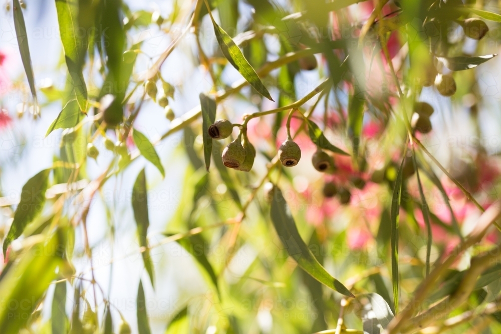 Gum nuts and leaves with sun flare - Australian Stock Image