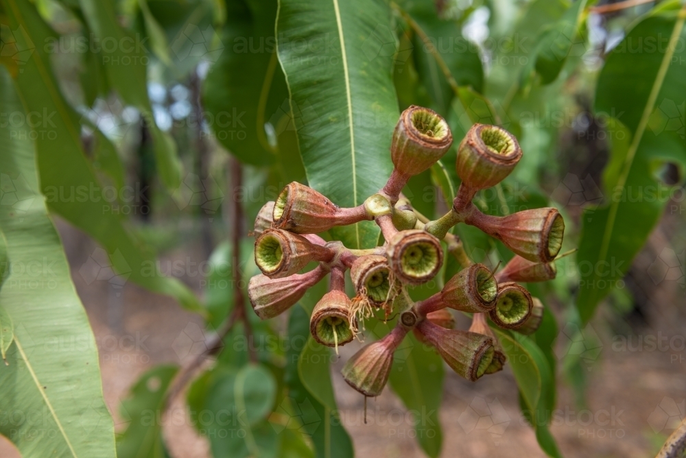 Gum Nuts - Australian Stock Image