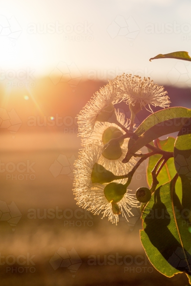 Gum nuts, flowers and leaves into the sun - Australian Stock Image