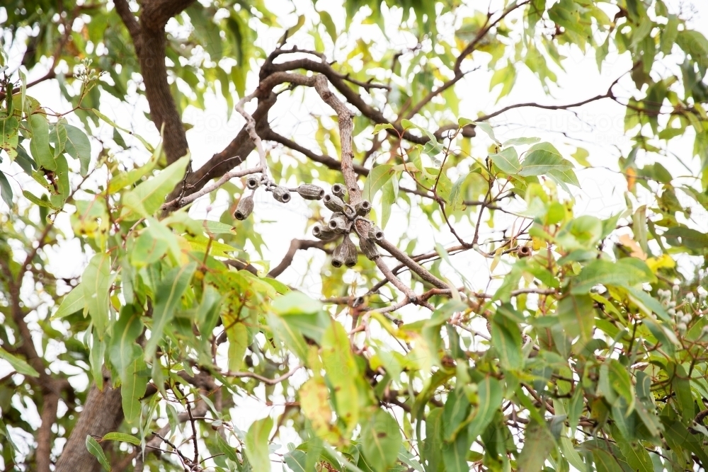 gum nuts growing in a gum tree - Australian Stock Image