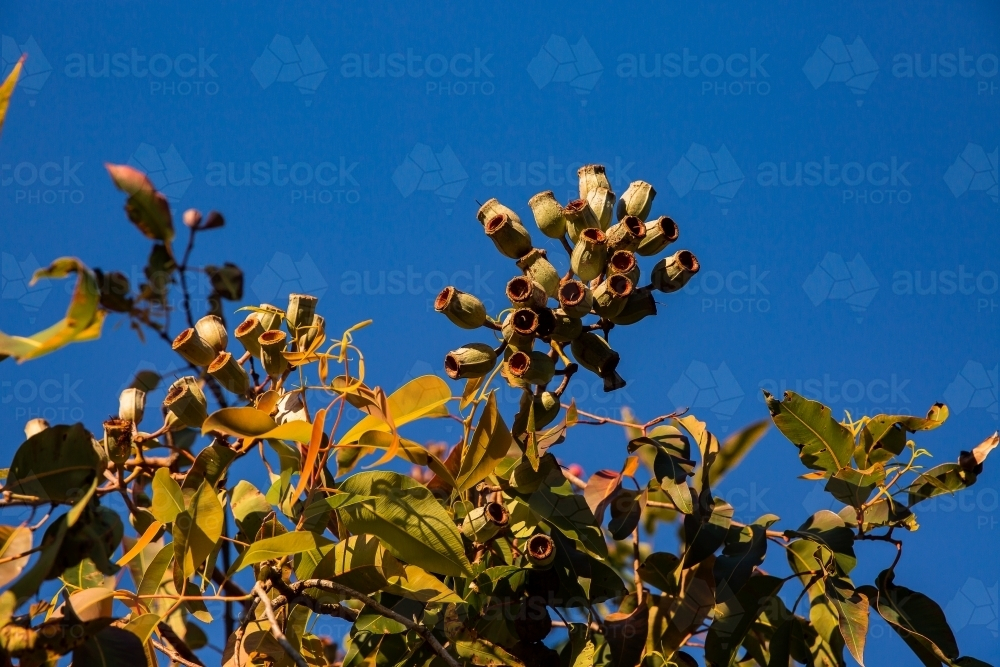gum nuts in the sunshine against a blue sky - Australian Stock Image