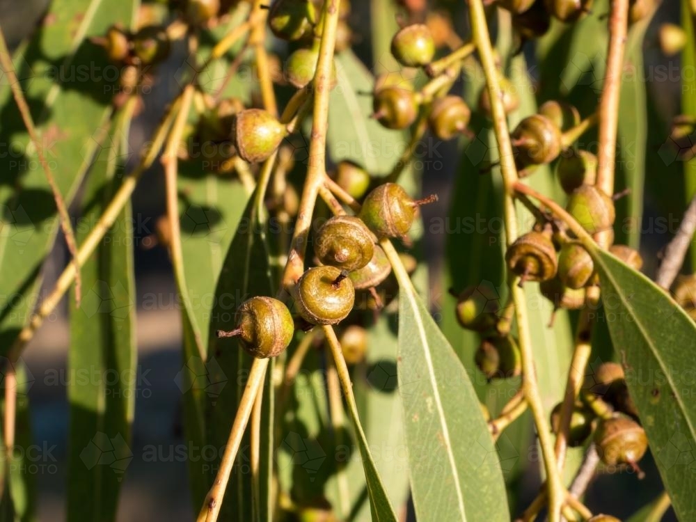 Gum nuts on a eucalyptus tree - Australian Stock Image