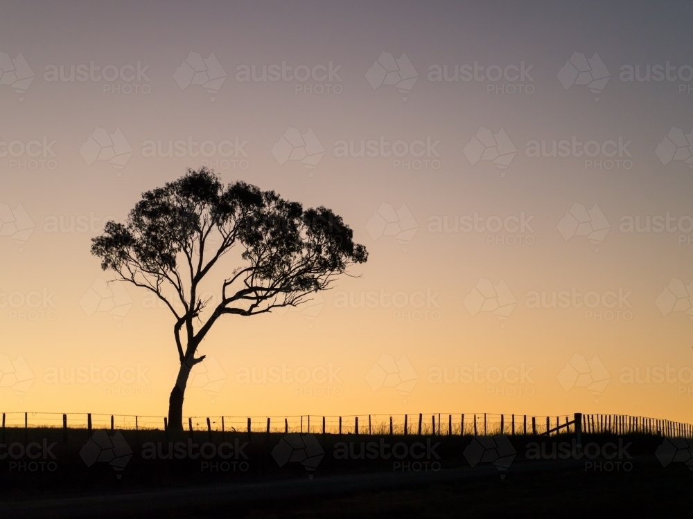 Gum tree and fence silhouetted against a bright evening sky - Australian Stock Image