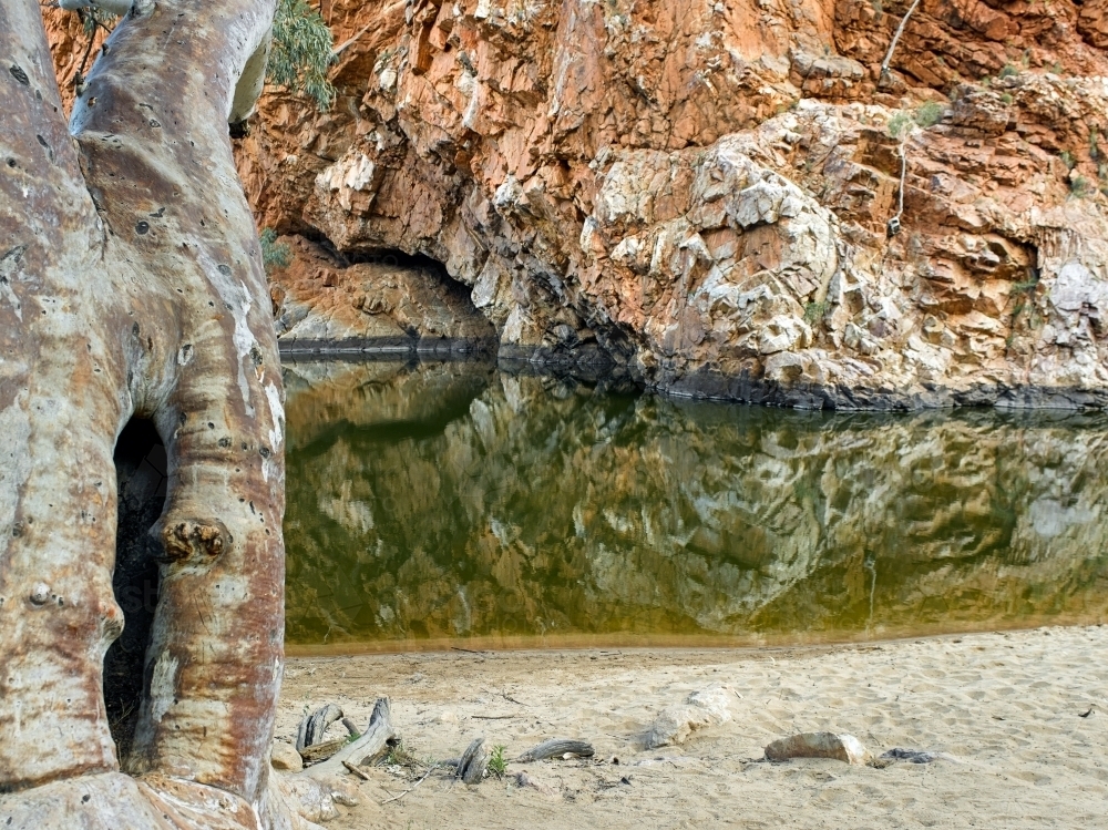 Gum tree and pool at Ormiston Gorge and pound - Australian Stock Image