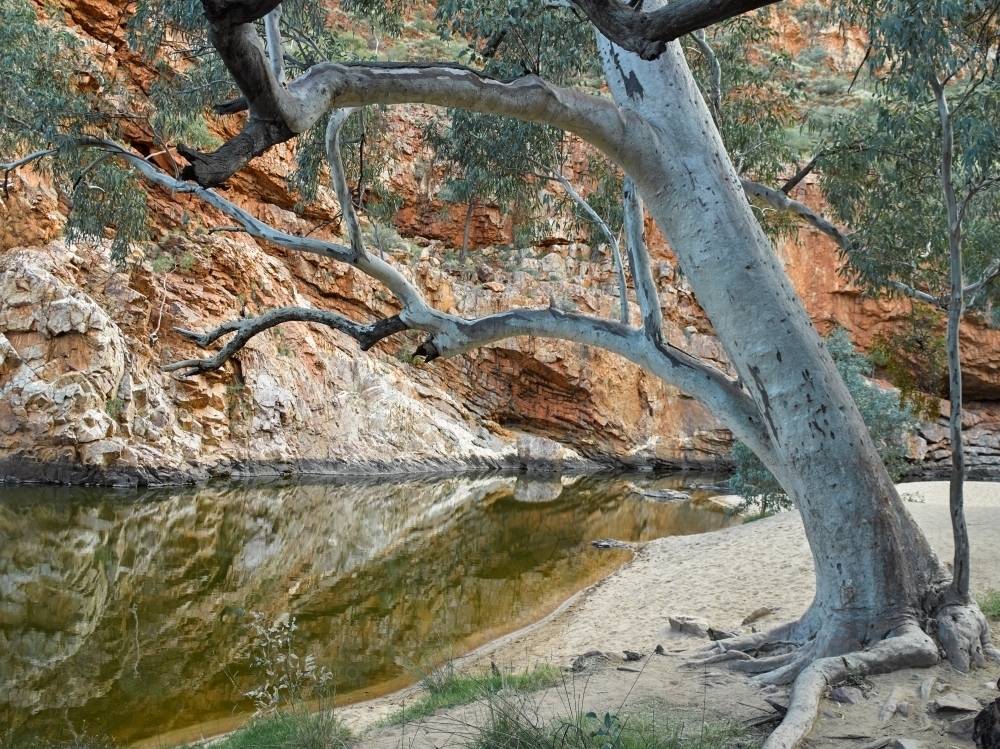 Gum tree and pools at Ormiston Gorge and Pound - Australian Stock Image