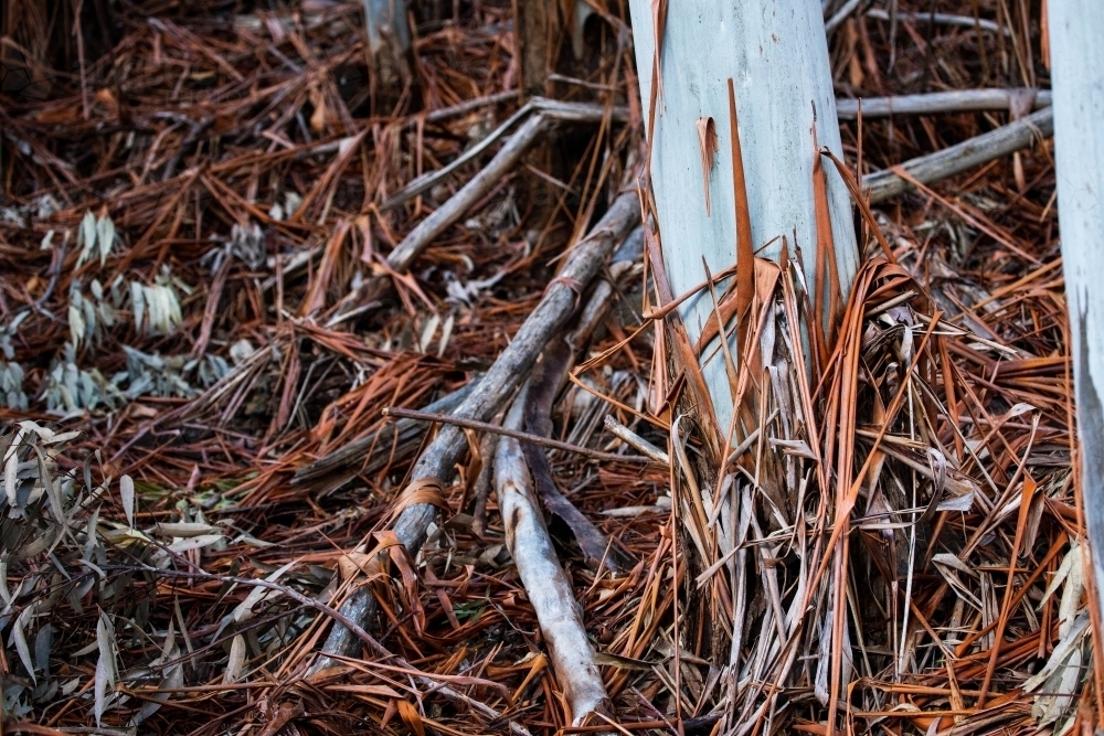 gum tree and strips of shed bark - Australian Stock Image