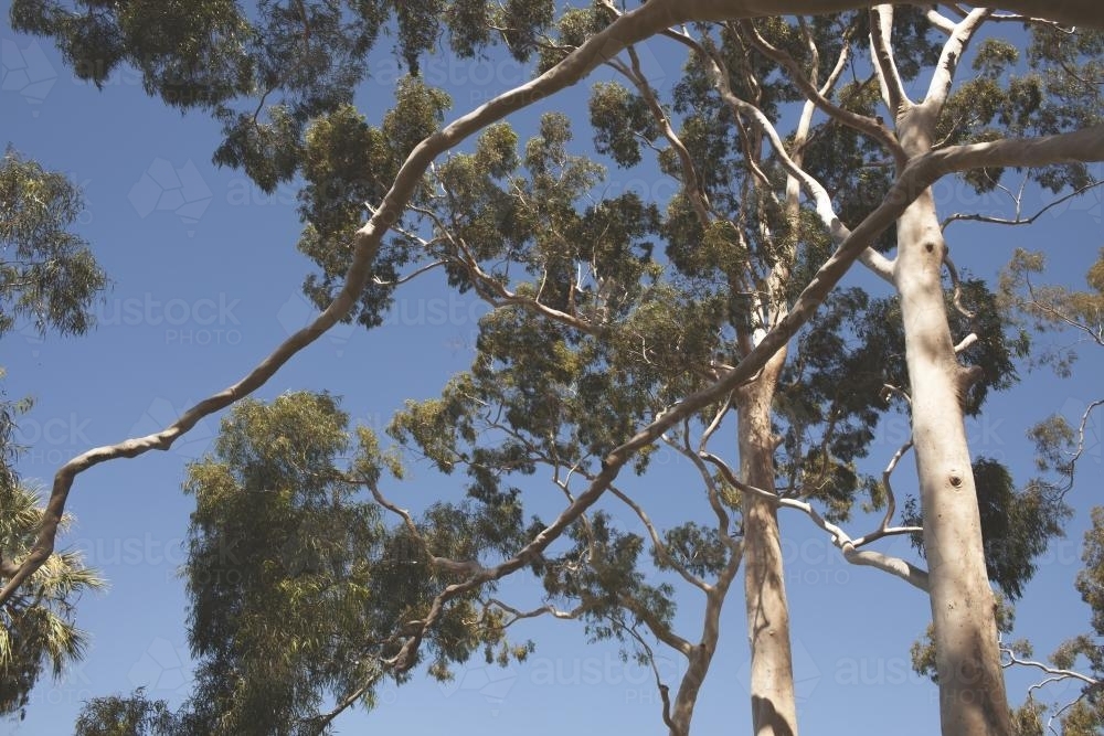 Image of Gum tree - Austockphoto