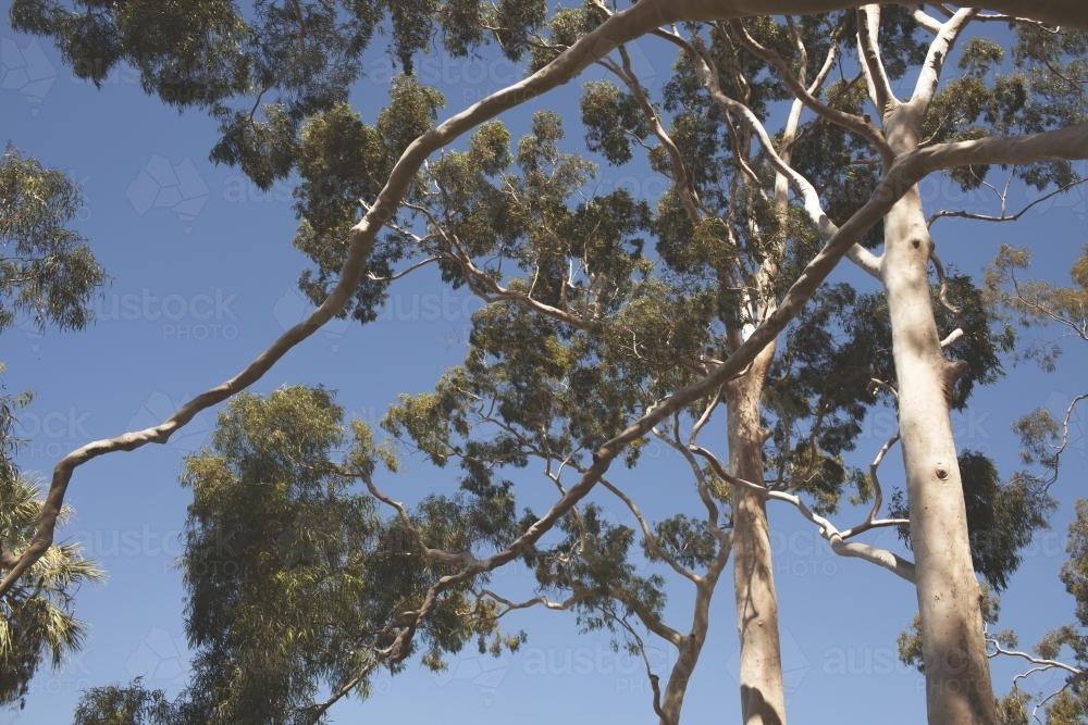 Gum tree - Australian Stock Image